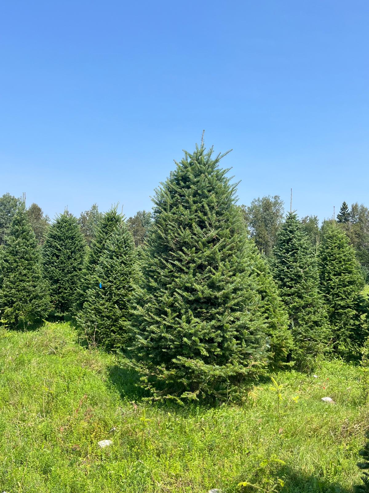 Balsam Fir - image 3