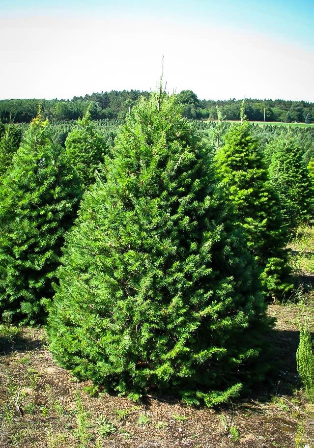 Douglas Fir - image 3