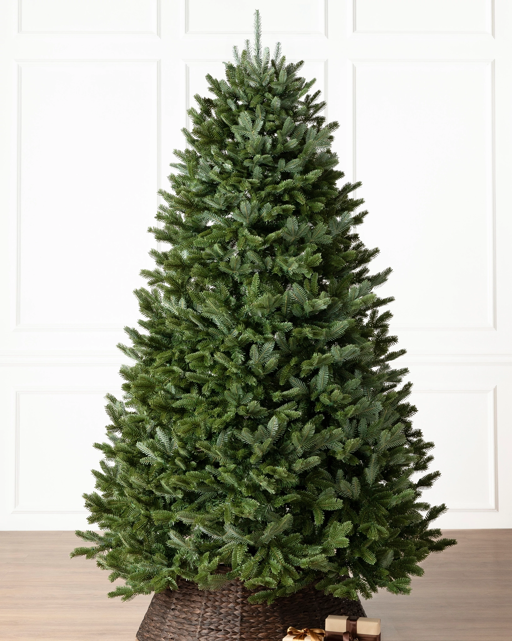 King Fraser Fir - image 3